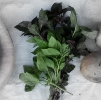 Basil Highlighted.jpg