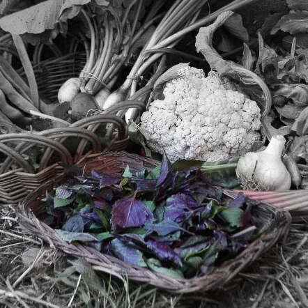 Purple basil highlighted.jpg