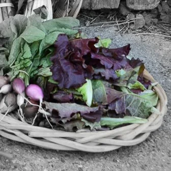 Red wave lettuce highlighted.jpg