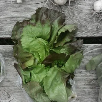 Red iceberg lettuce highlighted.jpg