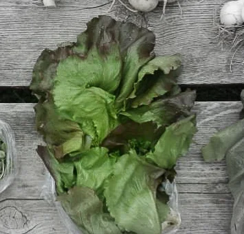 Red iceberg lettuce highlighted.jpg