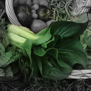 Bok choi Highlighted-2.jpg