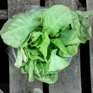 Bibb lettuce highlighted.jpg