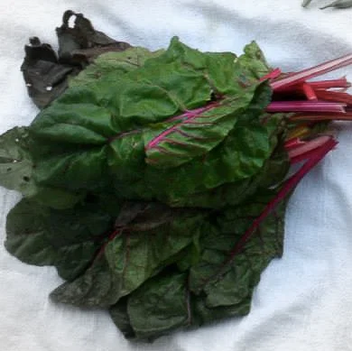 Chard highlighted-2.jpg