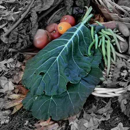 Collards highlighted.jpg