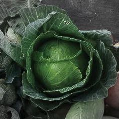 Green cabbage highlighted.jpg
