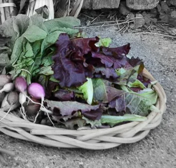 Red wave lettuce highlighted.jpg