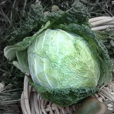 Beedy's camden kale highlighted.jpg