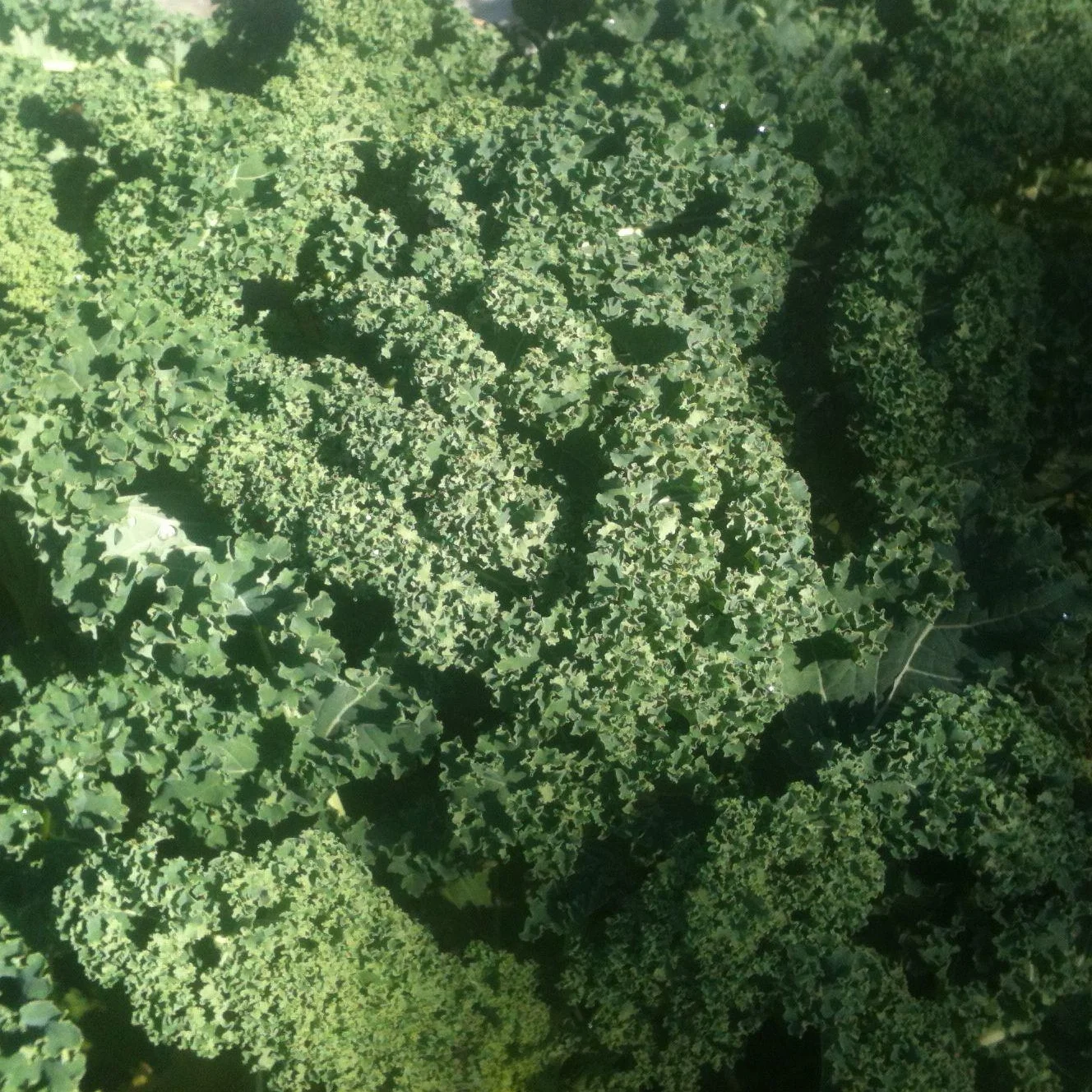 Green cabbage highlighted.jpg