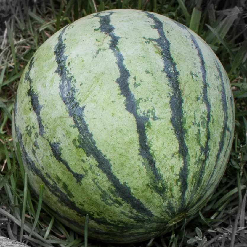 Melon highlighted-2.jpg