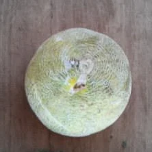 Melon highlighted.jpg
