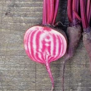 Chioggia beet-.jpg
