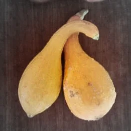 Crookneck squash highlighted.jpg