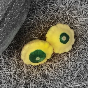 Pattypan highlighted.jpg
