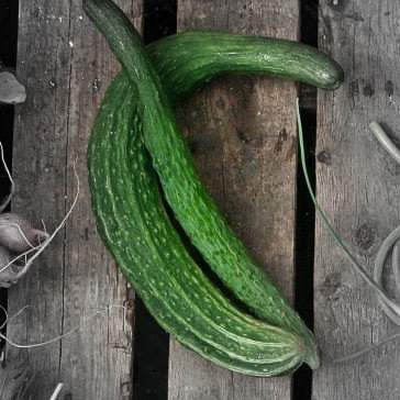 Long cucumber highlighted.jpg