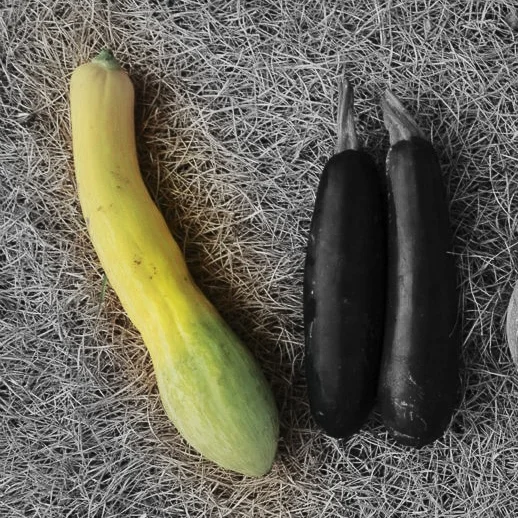Crookneck squash highlighted.jpg