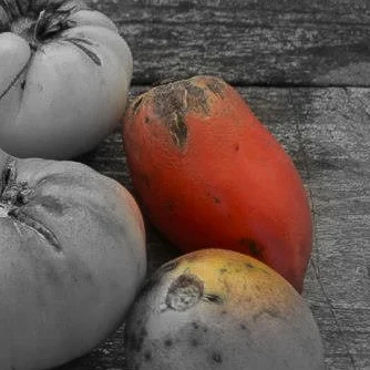 Paste tomato Highlighted.jpg