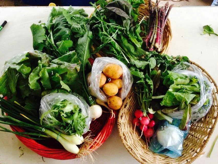 1. Red Iceberg lettuce, 2. Lettuce mix, 3. Spicy greens mix, 4. Pink Beauty radishes, 5. Hakurei turnips, 6. Early onions, 7. Curly endive, 8. Asparagus, 9. Gold potatoes, 10. Gift of Dela's goat cheese.