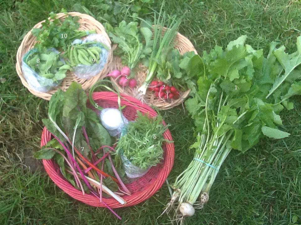 1. Turnip greens, 2. Cherry Belle Radishes, 3. Pink Beauty Radishes, 4. Spring Onions, 5. Garlic Scapes, 6. Curly Endive, 7. Bright Lights Chard, 8. Oregon Giant Snow Peas, 9. Sugar Snap Peas, 10. Parsley [Not Pictured: White Icicle Radishes, Leeks, Curly Cress
