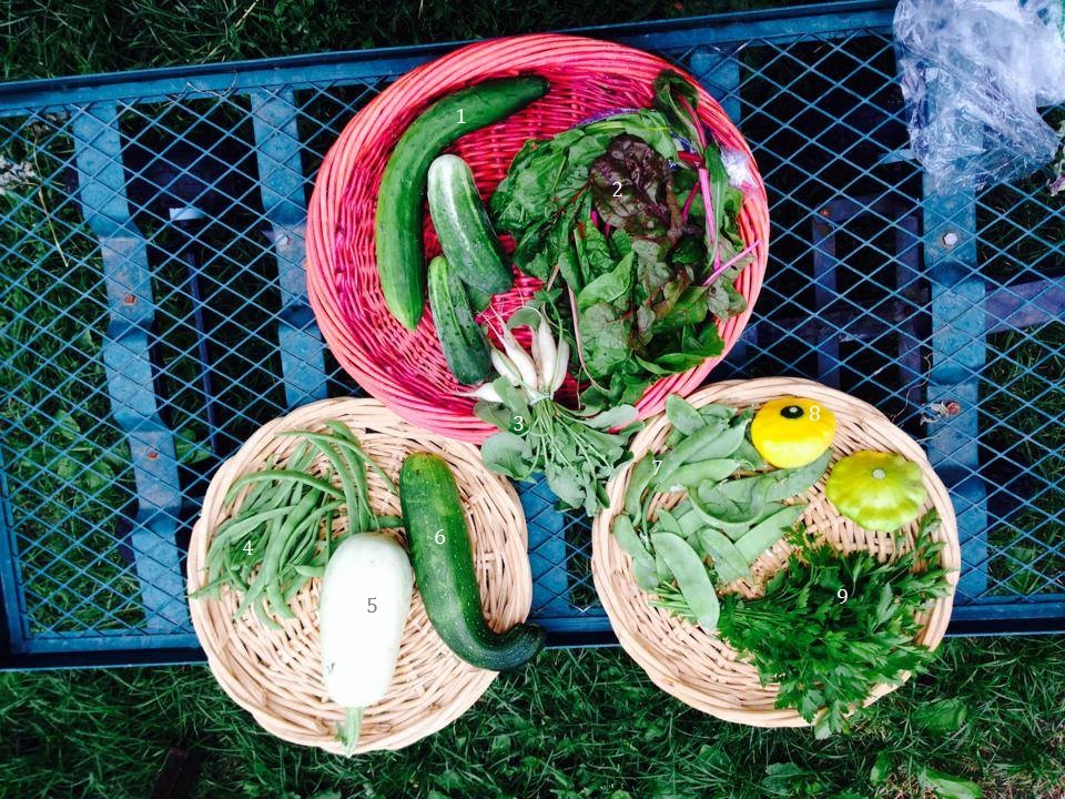 1. Cucumbers, 2. Chard, 3. White icicle radishes, 4. Kentucky Wonder pole beans, 5. White Lebanese squash, 6. Zucchini, 7. Snow peas, 8. Pattypan squash, 9. Parsley