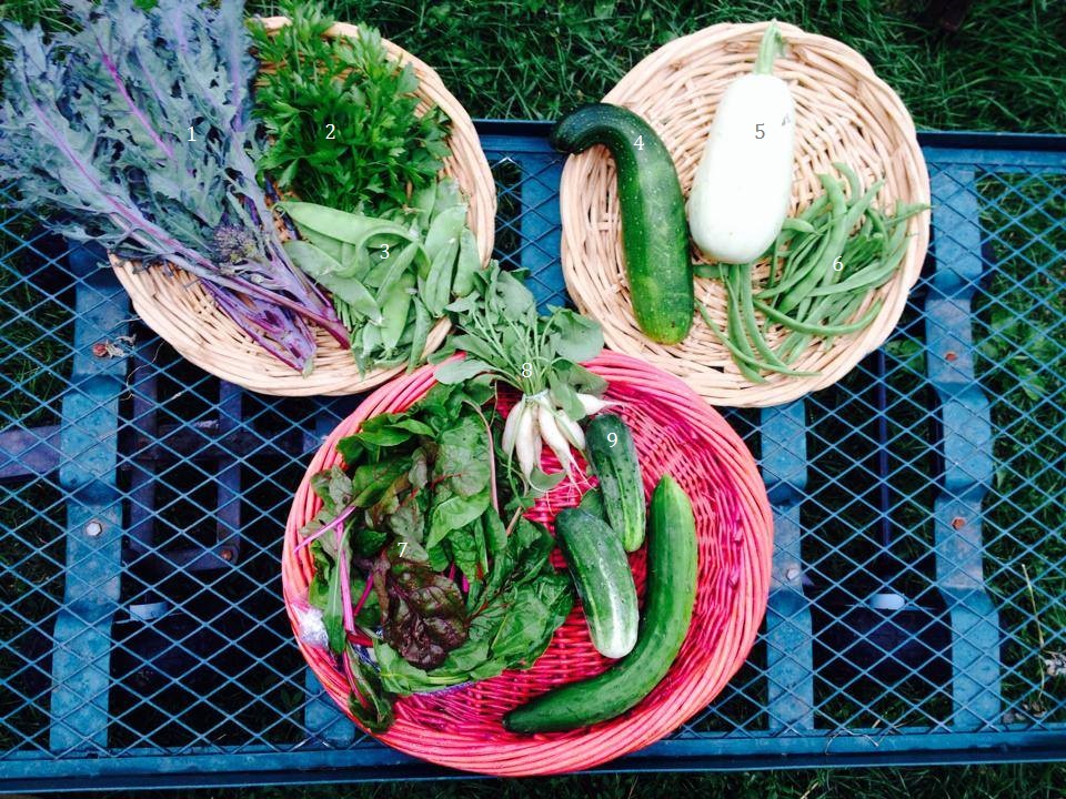 1. Purple peacock, 2. Parsley, 3. Snow peas, 4. Zucchini, 5. White Lebanese squash, 6. Kentucky Wonder pole beans, 7. Chard, 8. White icicle radishes, 9. Cucumbers