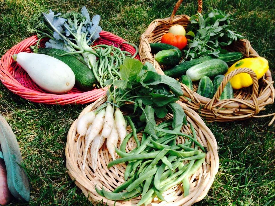 Recipe Links: Wisconsin Week 9, Chicago Week 7