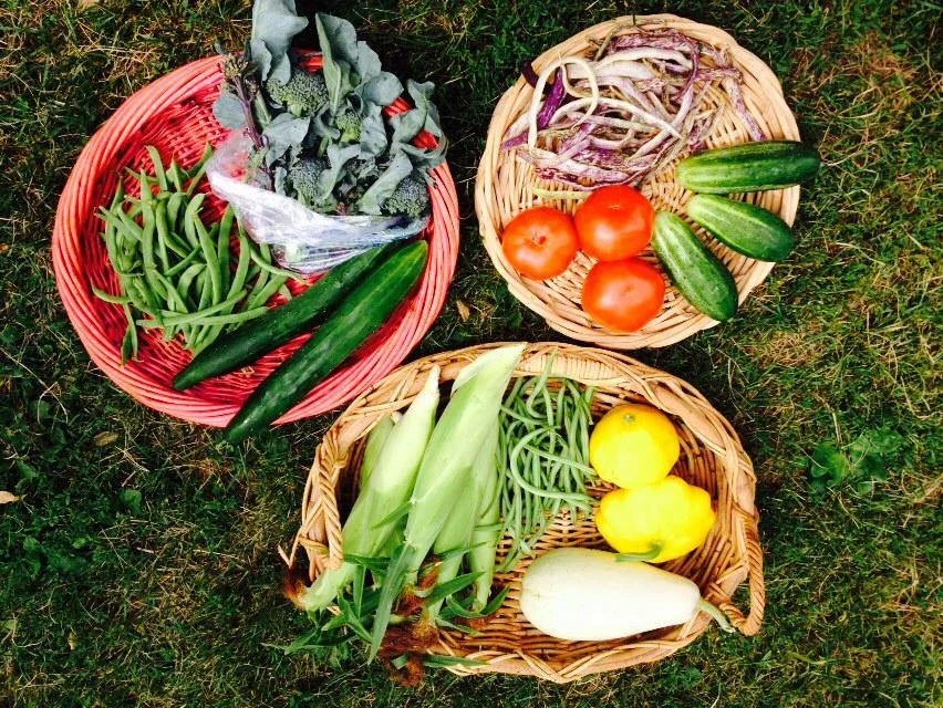 Recipe Links: Wisconsin Week 10, Chicago Week 8