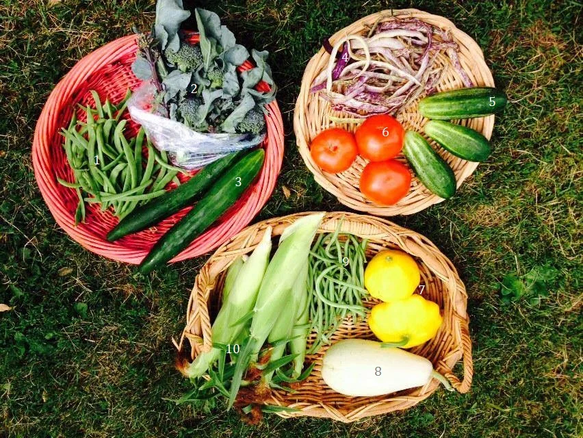 1. Kentucky Wonder pole beans, 2. Broccoli, 3. Poona Koona cucumber, 4. Dragon tongue beans, 5. H19 cucumbers, 6. Tomatoes, 7. Patty pan squash, 8. Lebanese white squash, 9. Maxibel green beans, 10. Sweet corn
