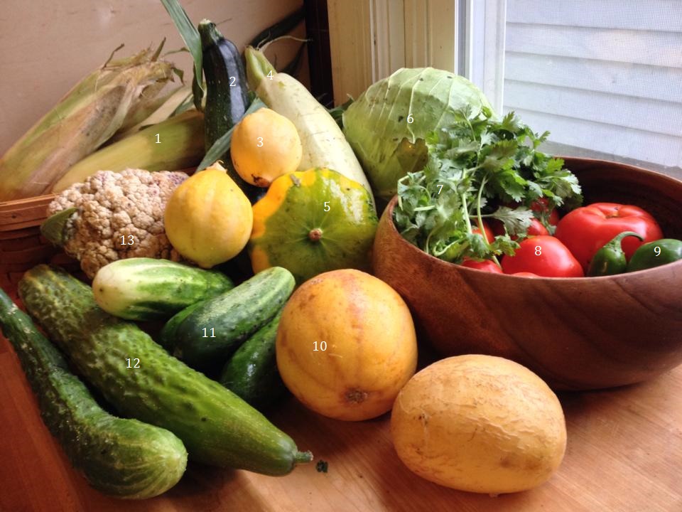 1. Sweet corn, 2. Zucchini, 3. Lemon squash, 4. Lebanese white squash, 5. Patty pan squash, 6. Cabbage, 7. Cilantro, 8. Tomatoes, 9. Sweet and hot peppers, 10. Heirloom tomatoes, 11. H19 cucumber, 12. Shuyo long cucumber, 13. Cauliflower