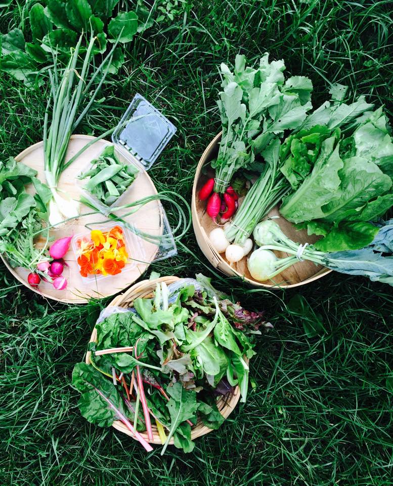 Leaf lettuce mix, bright lights chard, romaine lettuce , kohlrabi, Hakurai turnips with greens, French breakfast radishes, garlic scrapes, nasturtiums, snow peas, pink beauty radishes. Chicago received asparagus and rhubarb this week as well.