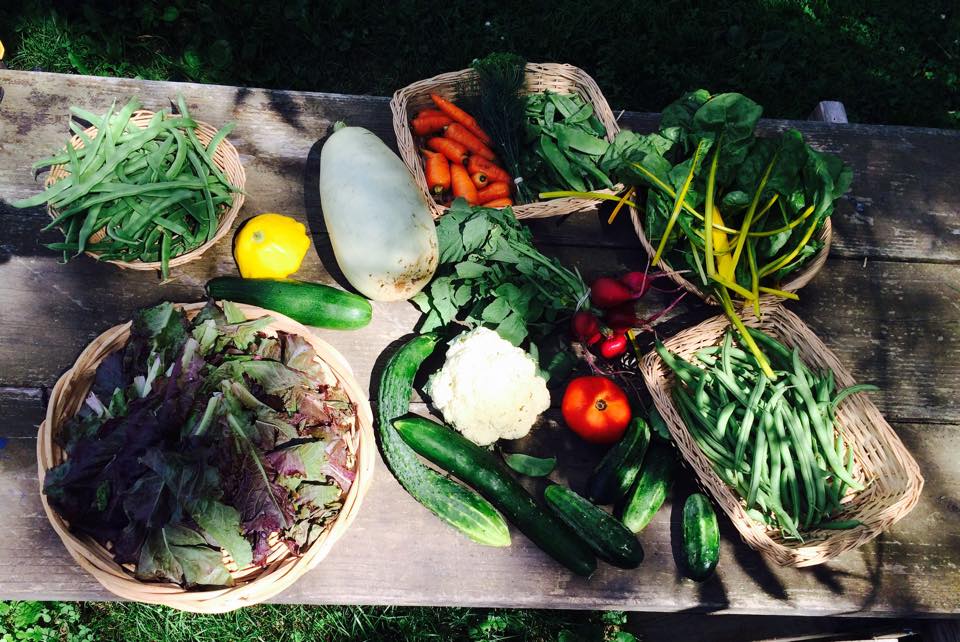 Red lettuce, Ky Wonder pole beans, patty pan, white Lebanese & zucchini squash, carrots, snow peas, oriole chard, cauliflower, 1st tomato, long and short cucumbers, radishes, basil or dill, provider green beans.