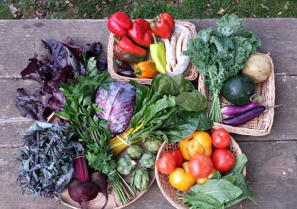 Purple peacock OR broccoli, beets, Red venture celery, cabbage, chard, artichokes OR okra, bell peppers, hot peppers, Dragon Tongue OR green beans, kale, melon, eggplant, tomatoes, and sorrel.