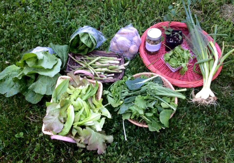  Chinese cabbage, romaine lettuce, asparagus, potatoes, farmstead pickles, Iglheart cherry tomato plant, cilantro, bunching onions, spicy greens mix, lettuce mix.