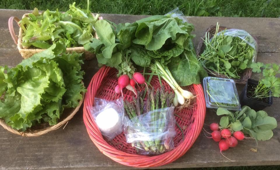 Leaf lettuce mi, Chinese cabbage, arugula, crispino iceberg lettuce, Easter egg radishes, cilantro, goat cheese, early onions, parsley plant