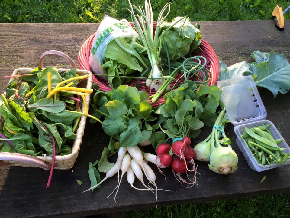 Bright lights chard, romaine leaf lettuce, crispino iceberg, early onions, garlic scapes, snow peas, kohlrabi, white icicle radishes, cherry belle radishes and a basil plant. 