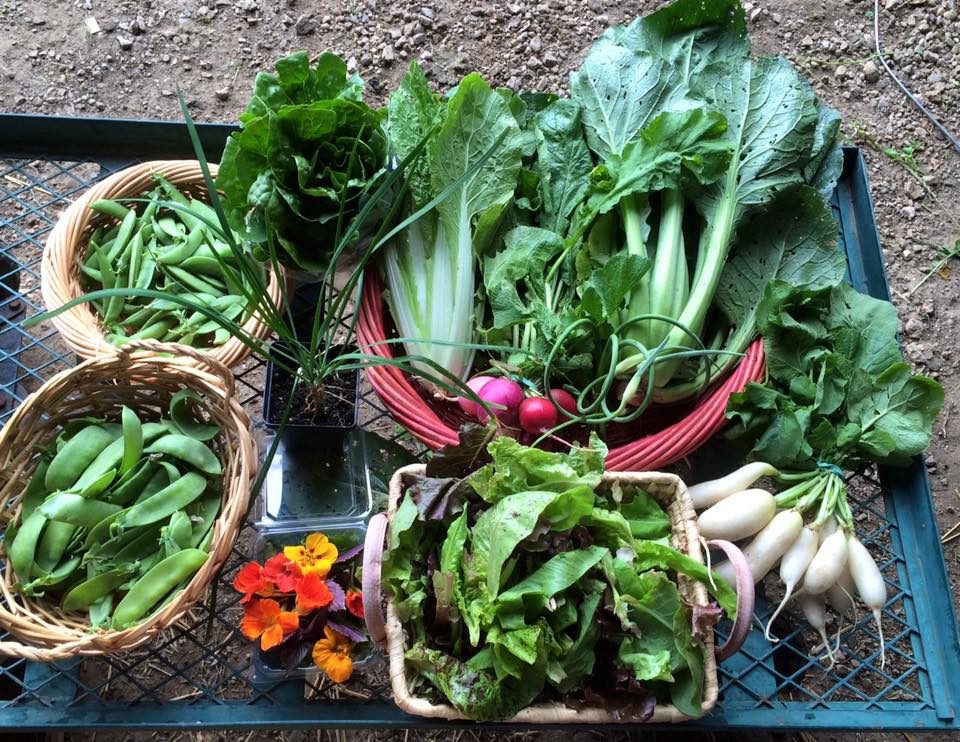 snow peas, sugar snap peas, romaine head, Bok Choi, Chinese cabbage, garlic chive plant, Easter egg radishes, white icicle radishes, lettuce mix, garlic scapes and a garnish box of arugula sprigs, basil and nasturtiums.