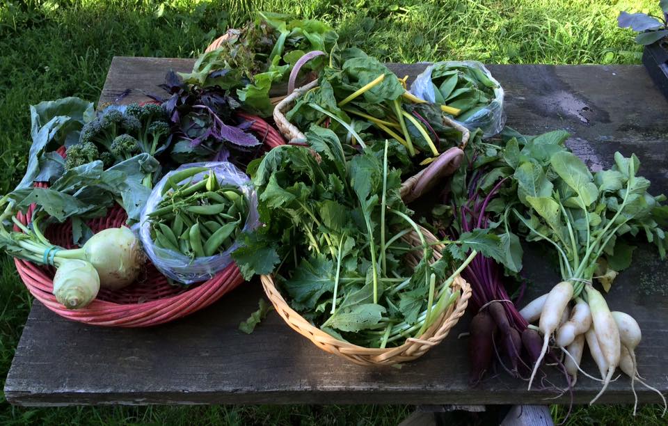 kohlrabi, garlic scapes (not pictured), broccoli, basil, sugar snap peas, lettuce mix, Oregon Giant snow peas, bright lights chard, mizspoona greens, cylindra beets, and white icicle radishes