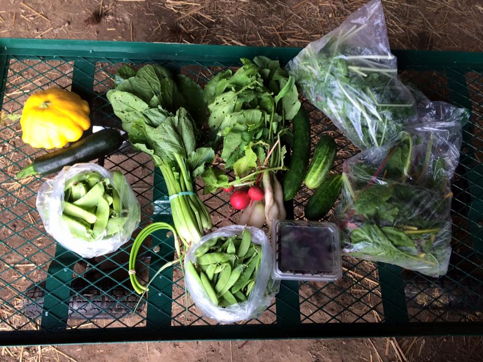 Summer squash, peas, cucumbers, scapes, chard, greens, basil, Bok Choi or broccoli, radishes