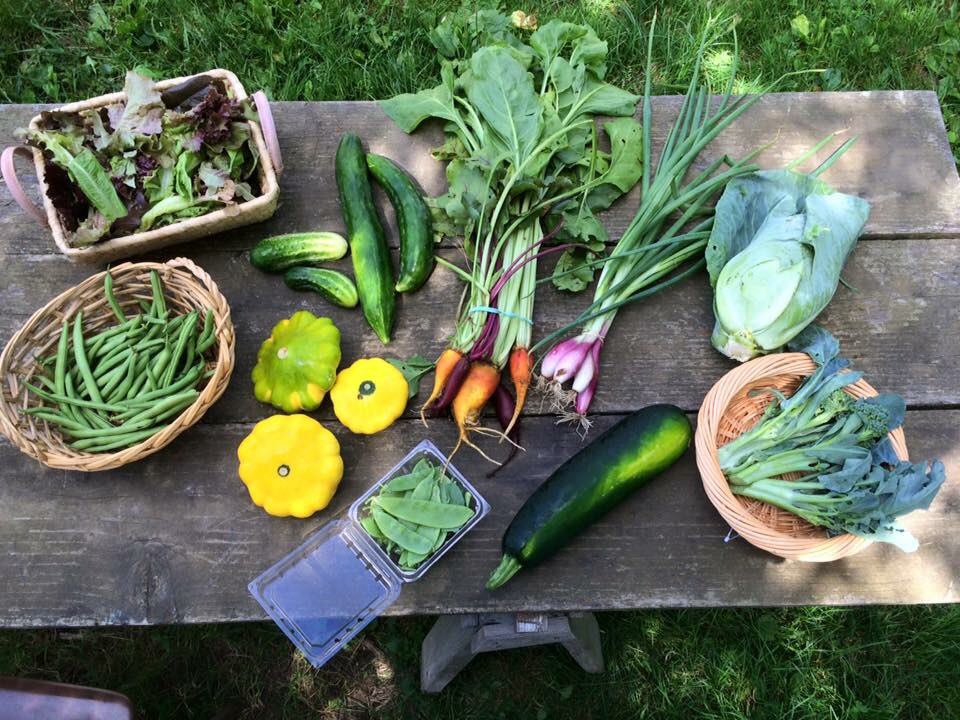 Lettuce mix, cucumbers, gold and red beets with beautiful tops, Rossa di Tropea onions, cabbage, broccoli or purple peacock, zucchini, and patty pans.
