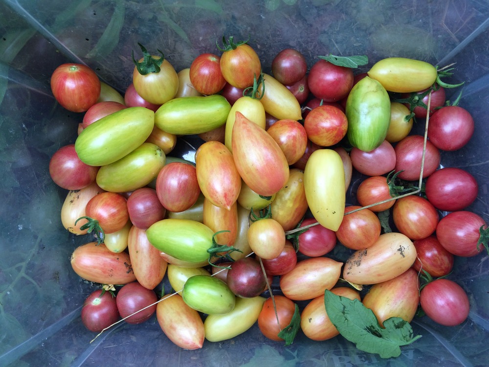 First tomatoes!