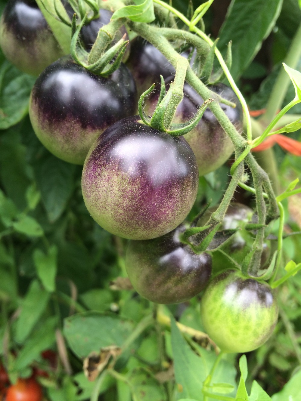 Indigo cherry drops, not quite ripe, but beautiful