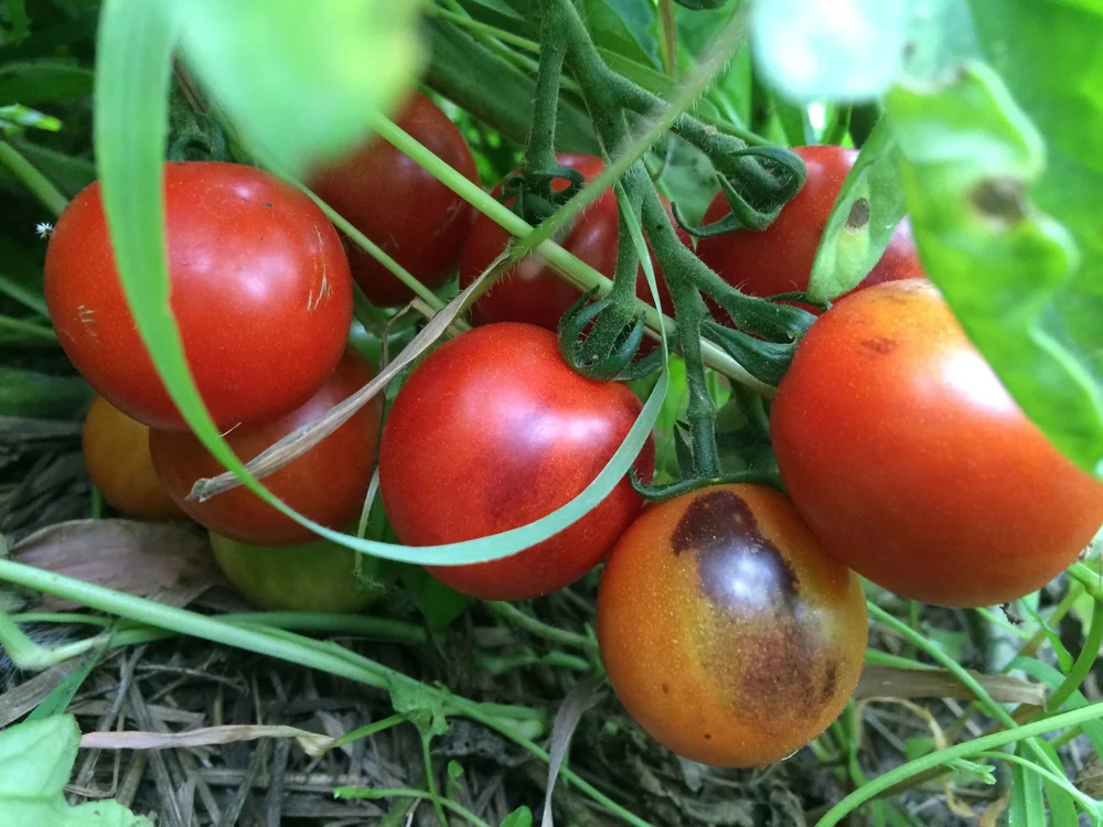 Ripened indigo cherry drops