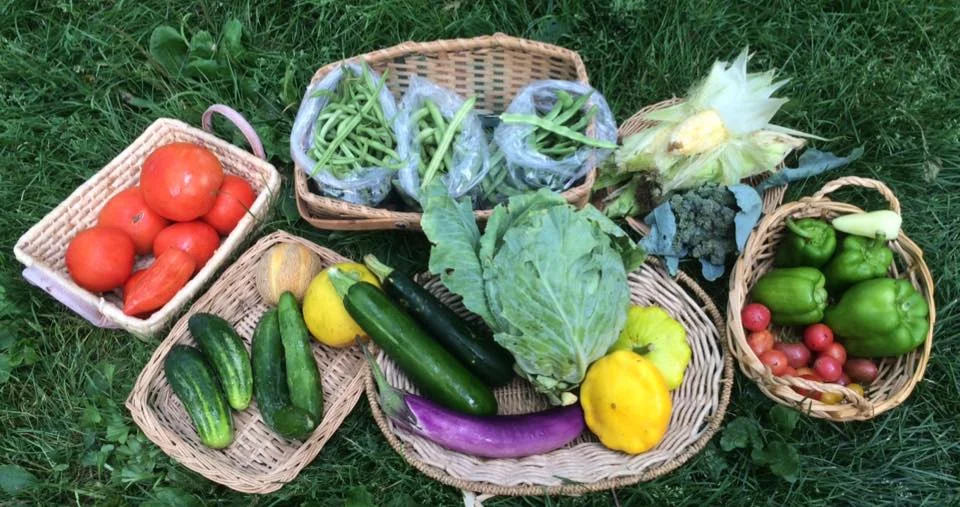 slicing tomatoes, cherry tomatoes, summer squash, eggplant, cucumber, cabbage, bell peppers, hot peppers, broccoli, corn, green beans, melons