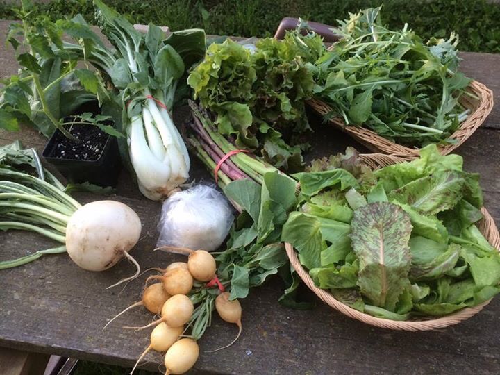 From top left: Igl Heart tomato plant, bok choi, New Fire Leaf Lettuce, spicy greens mix, leaf lettuce mix, ziata radishes, goat cheese, turnip