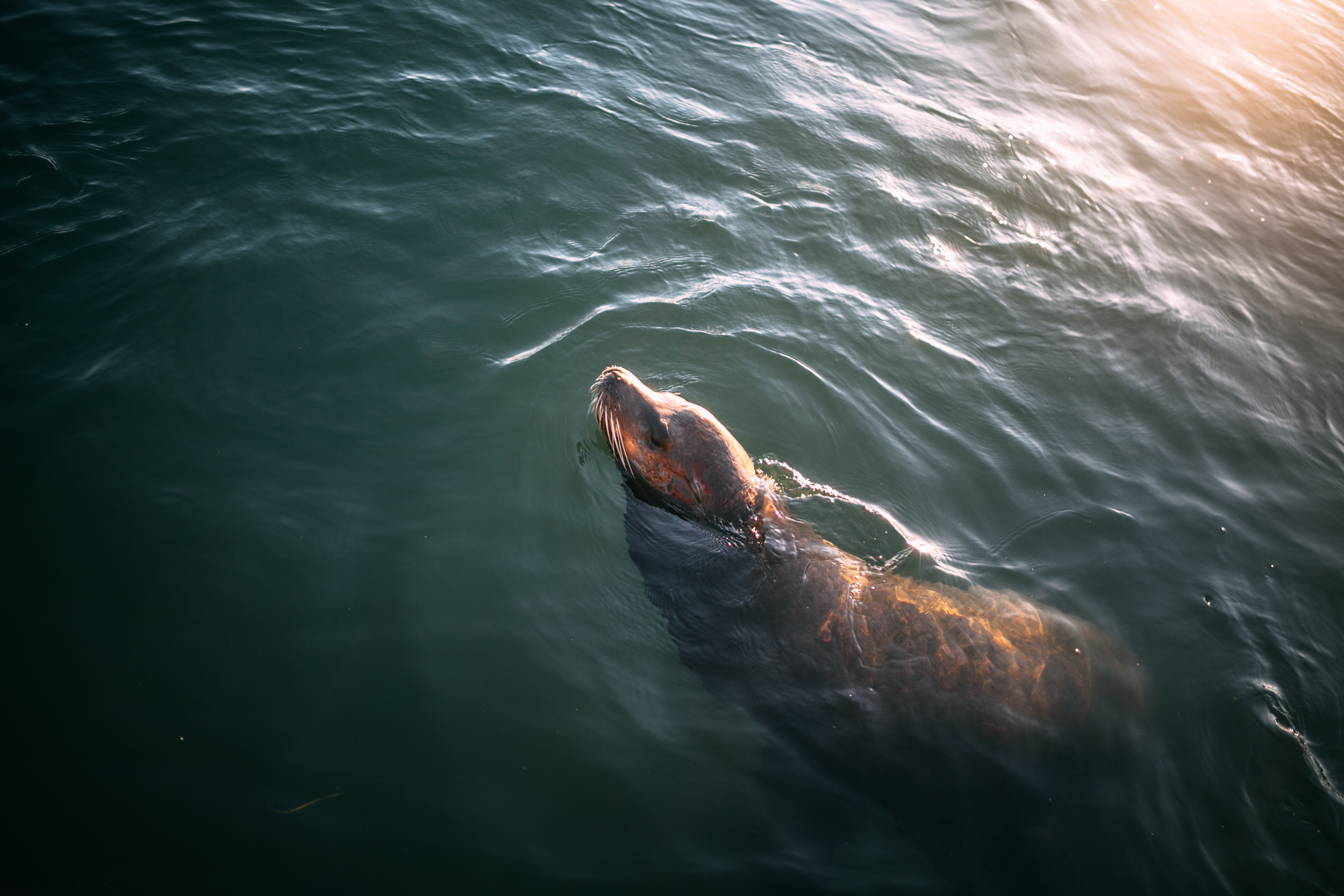 2015 - California - Canon 5D Mark II
