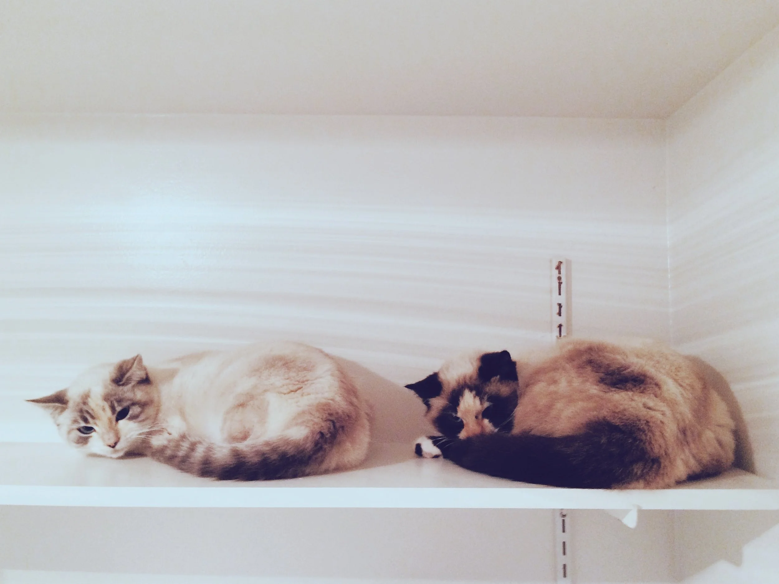 December 31st, 2013 - California - iPhone 5S