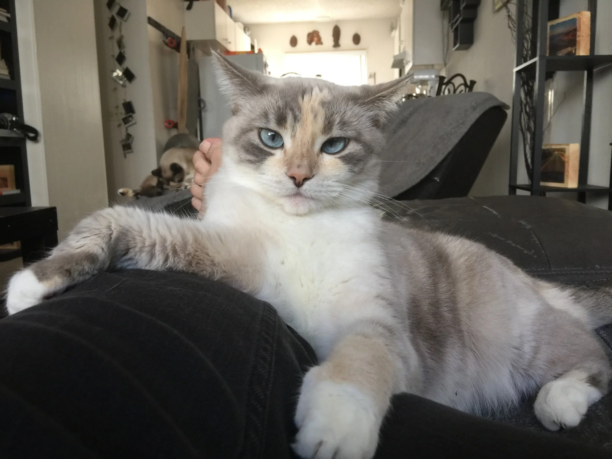 March 26th, 2016 - California - iPhone 6 Plus