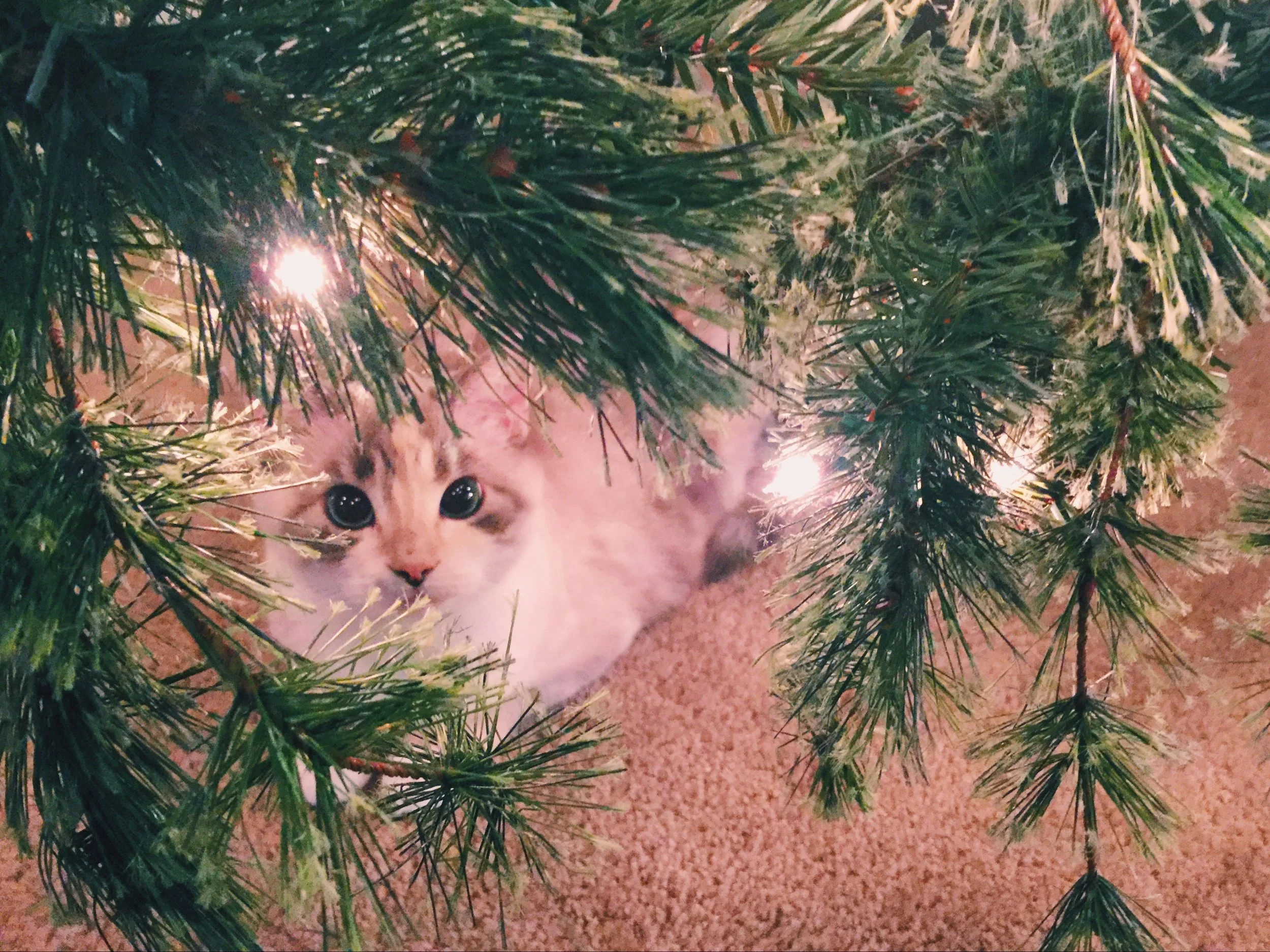 November 27th, 2015 - California - iPhone 6 Plus