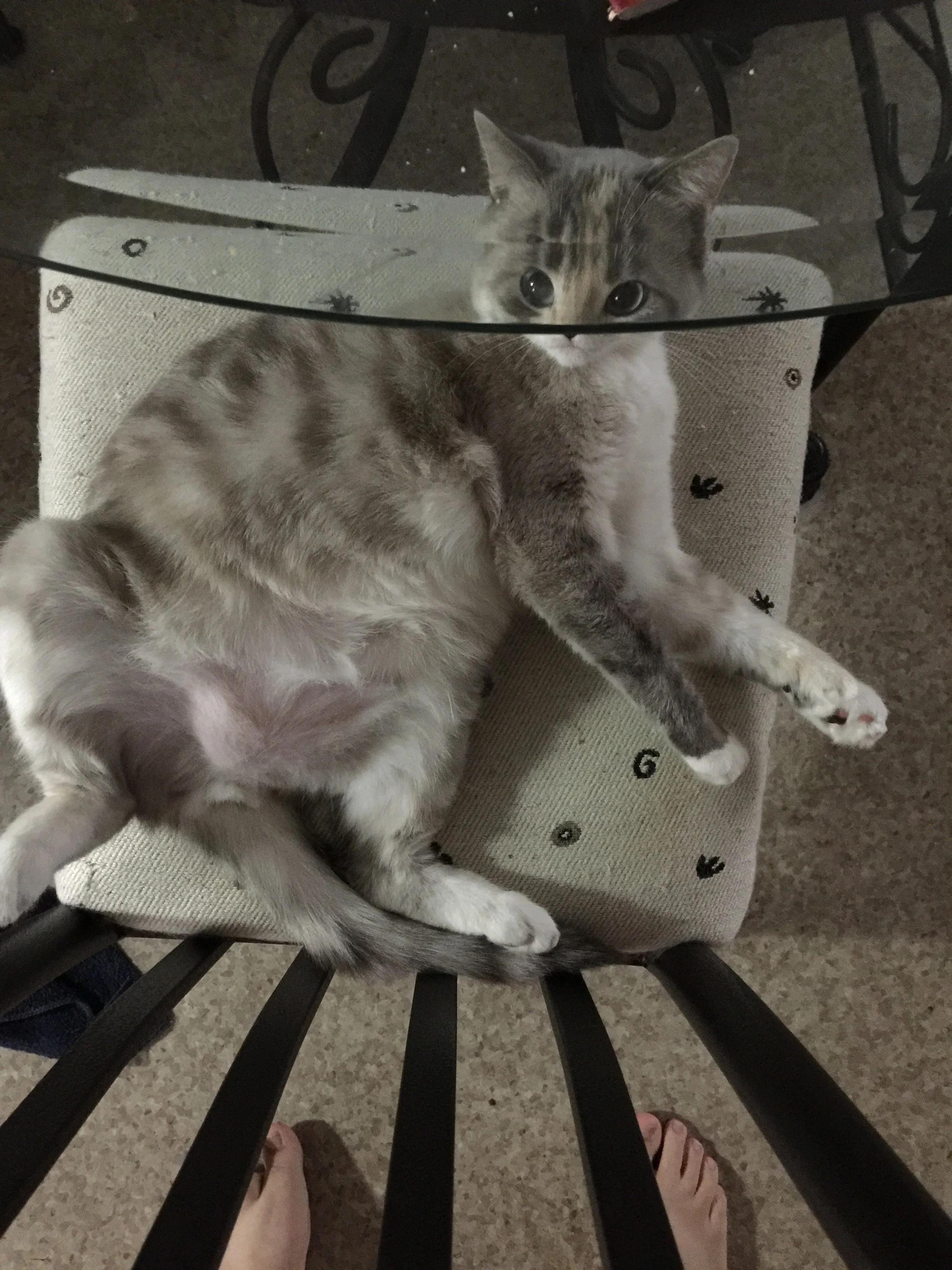 July 7th, 2015 - California - iPhone 6 Plus