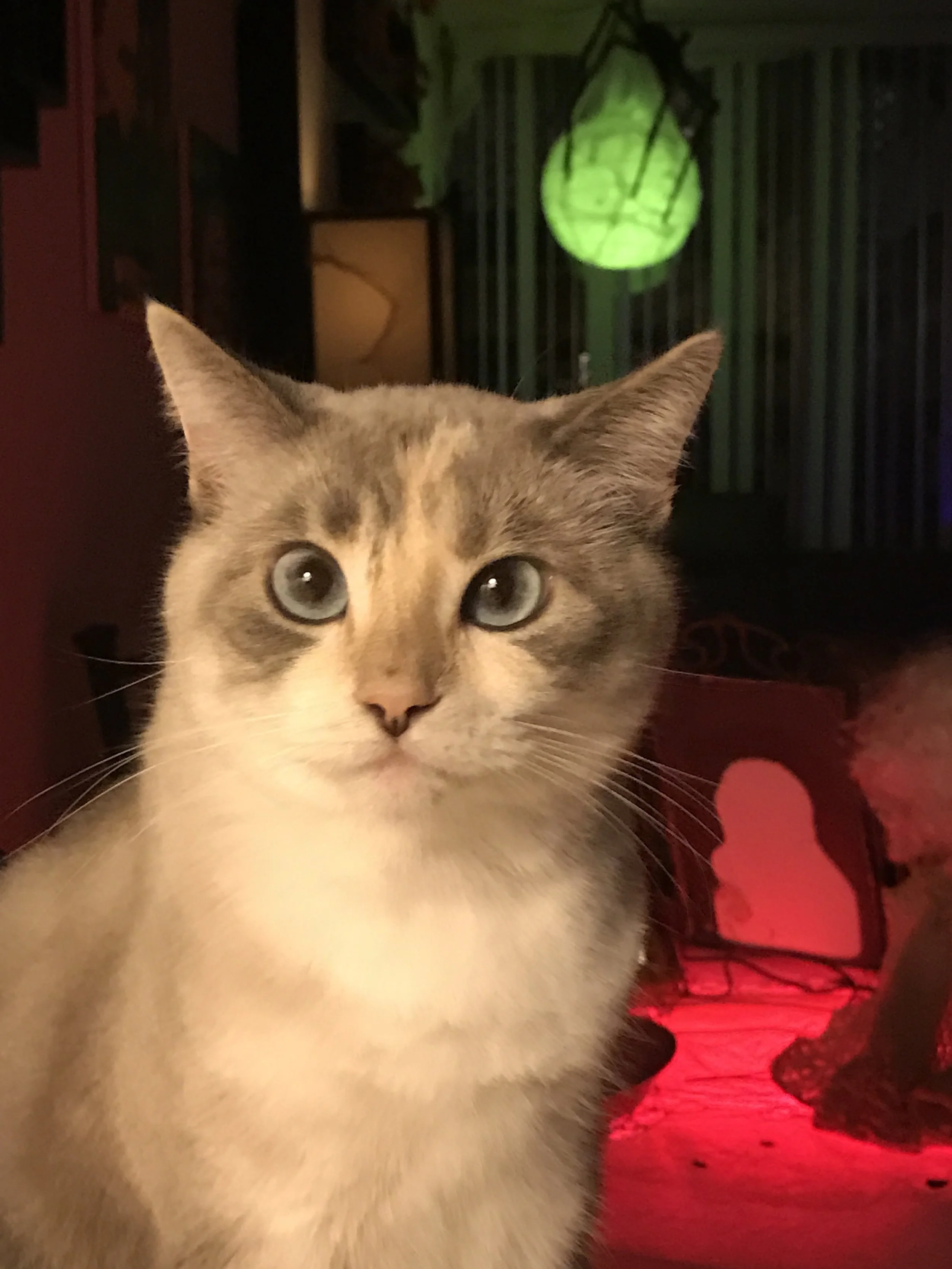 October 12th, 2016 - California - iPhone 7 Plus